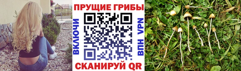 Галлюциногенные грибы мицелий  магазин продажи наркотиков  hydra как зайти  Саянск 